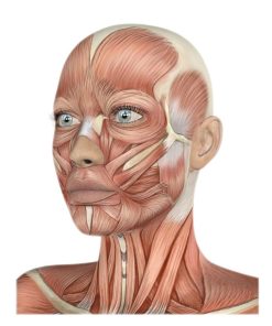 دوره یوگای صورت