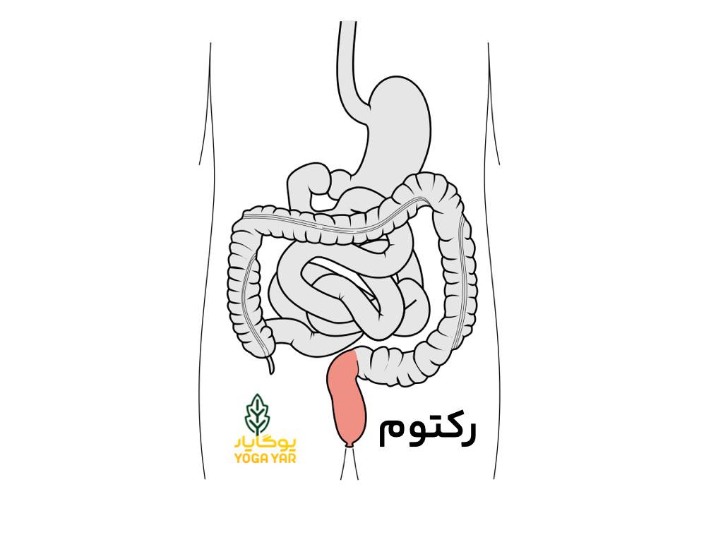 نمای شماتیک رکتوم و موقعیت آن در دستگاه گوارش انسان