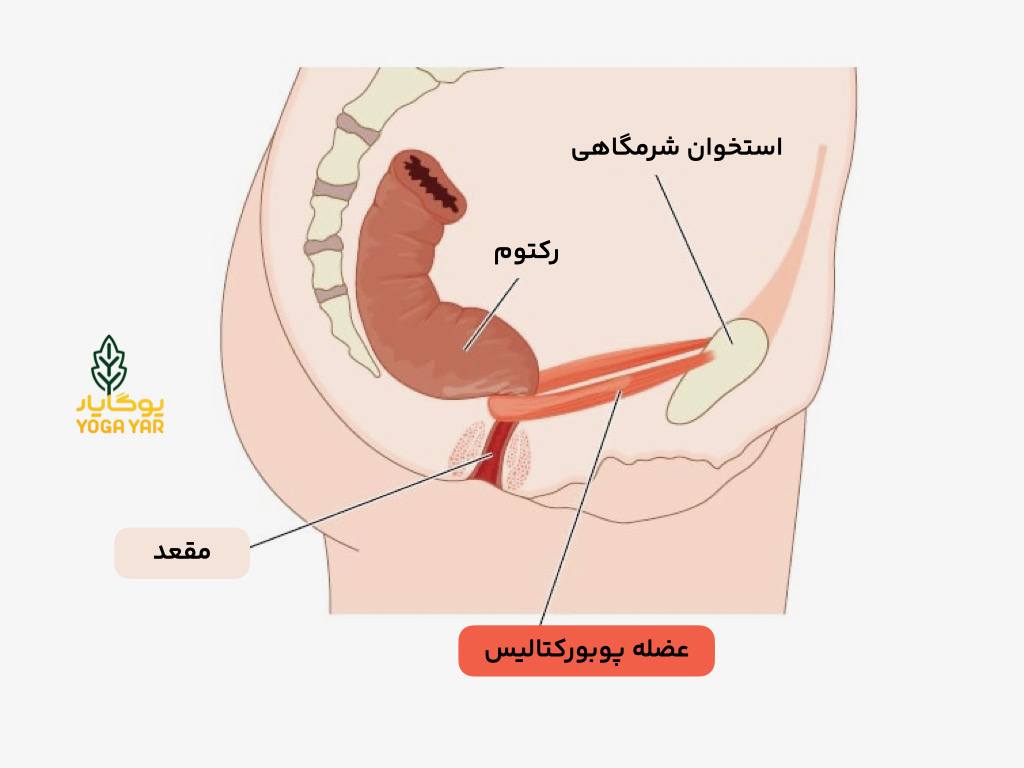 تصویر آناتومی عضله پوبورکتالیس و رکتوم که نشان می‌دهد این عضله مانند یک حلقه دور رکتوم قرار می‌گیرد و در وضعیت مالاسانا مسیر دفع را بازتر و صاف‌تر می‌کند.